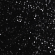 sheen-black